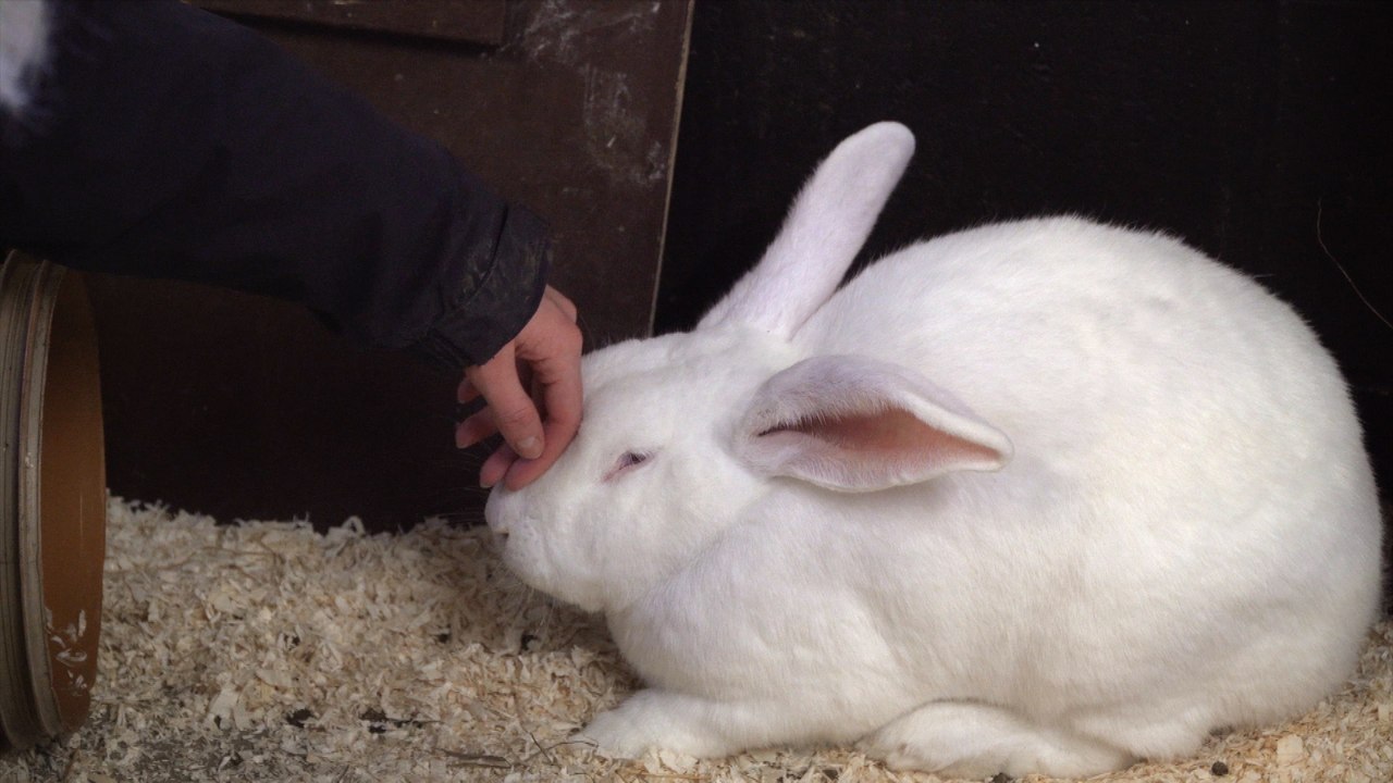 We meet some Kent's cutest rabbits during Chinese new year celebrations