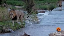 3 Huge Male Lions Cross River (1 slips) - Latest Wildlife Sightings