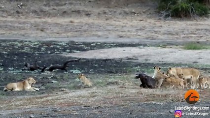 10 Lion Cubs vs 1 Buffalo Calf