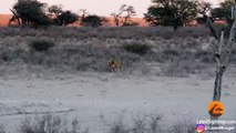 Hyena Walks Right Into 3 Male Lions