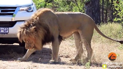 Lion Shows Tourist Why Windows Should be Closed!