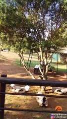 Lion Tries Entering Restaurant Full of Tourists!