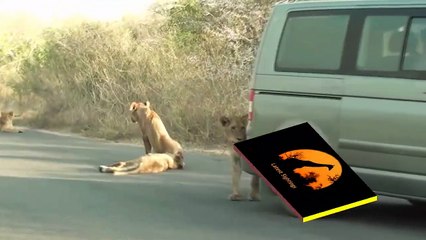 Lion Versus a Car's Bumper - Latest Wildlife Sightings