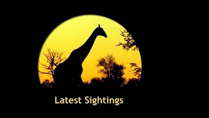 Lioness Carrying Her Cub - 30 June 2013 - Latest Sightings