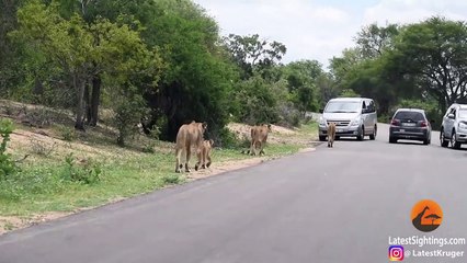 Lions Get a Meal Delivered Right To Them