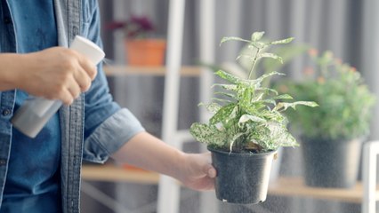5 Ways to Create Perfect Humidity for Your Houseplants
