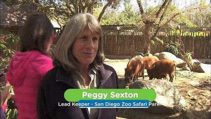 You Won’t Believe How Crazy These Piglets Get Playing With Their New Toys