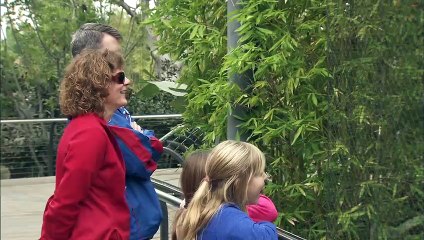 What Do You Get When You Have a Group of Capuchin Monkeys? Absolute Chaos!!