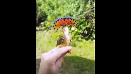 Cute baby animals Videos Compilation cute moment of the animals - Cutest Animals