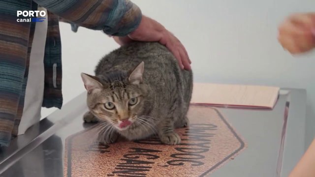 Veterinários Todo o Terreno, Episódio 12