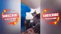 Cute cats doing cute cats things
