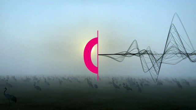 WATCH: thousands of cranes rest along Israel's Agamon Hula Lake