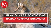 En Sonora, aíslan a 9 personas que tuvieron contacto con animal con rabia
