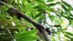 Wild kratts S3E25 - Golden Bamboo Lemur