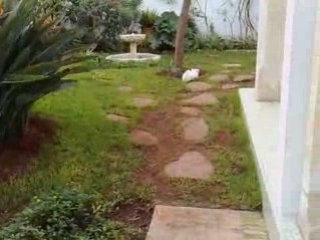 Rubi dans le jardin qui fait la fleche