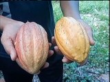 Cultores expresan su opinión sobre la calidad de cacao Caruao