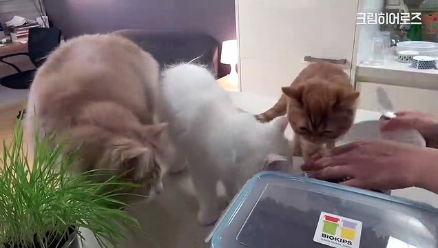 New Funny Videos 2022 Funny Cats Part 8 Cat's chaotic dinner, food eating show