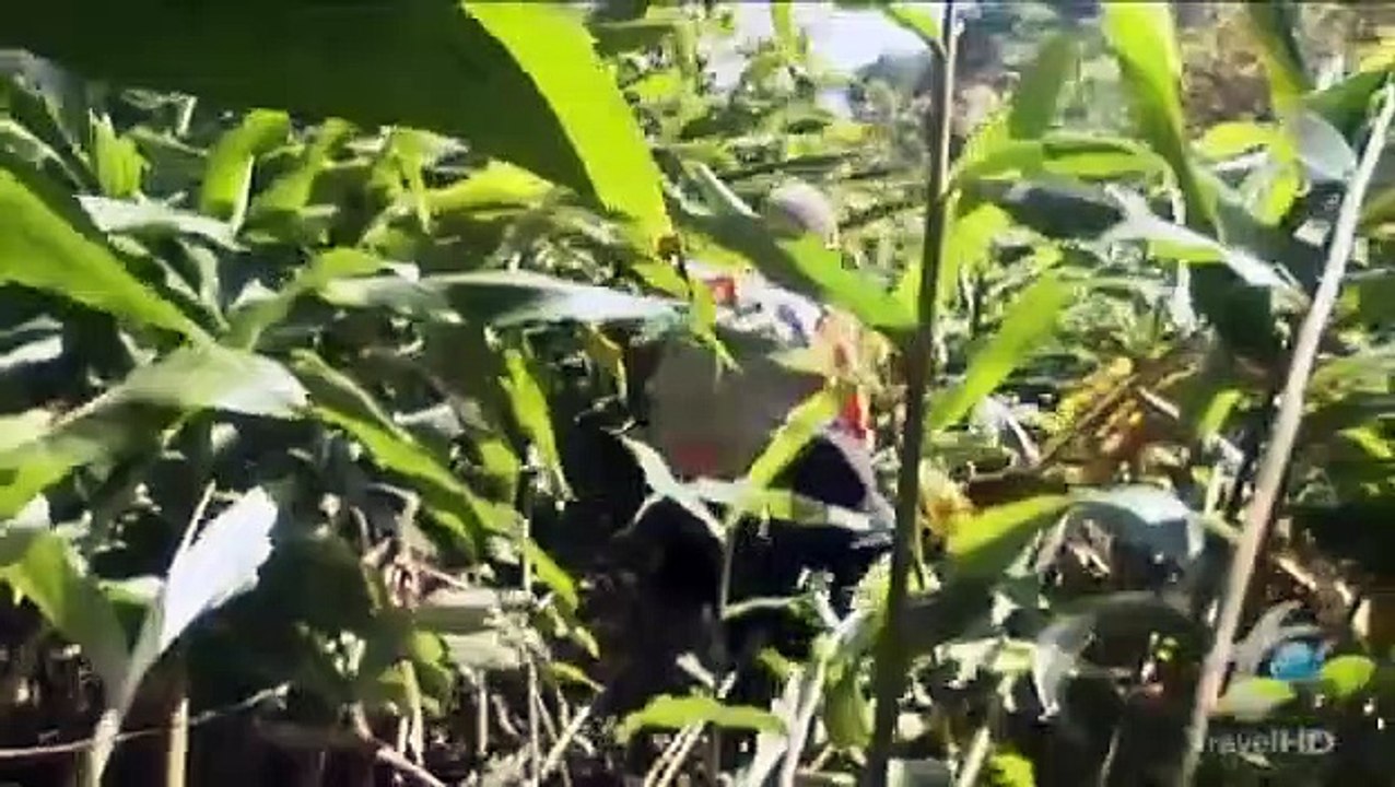 Bizarre Foods with Andrew Zimmern - Se3 - Ep08 HD Watch