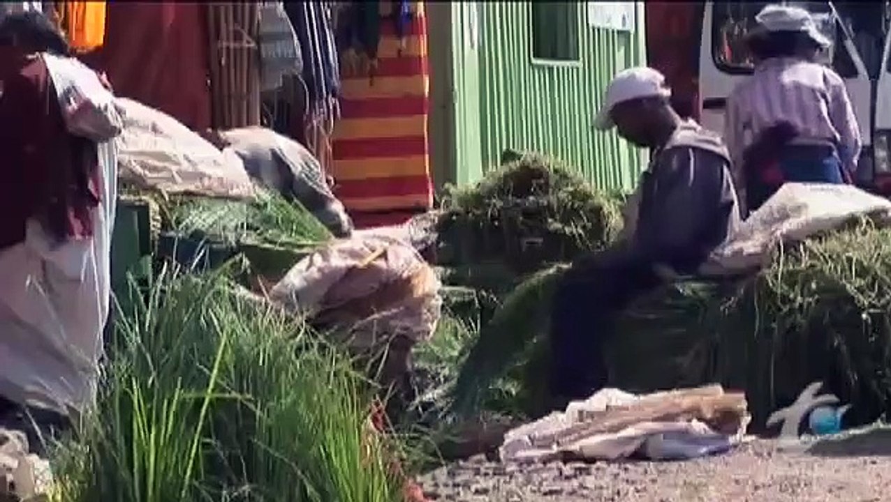 Bizarre Foods with Andrew Zimmern - Se3 - Ep09 HD Watch