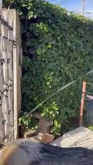 Big Dog Tries to Fit Through Gate