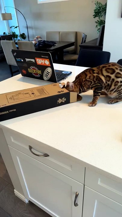 Bengal Kitten Instantly Regrets Going For Cardboard Box