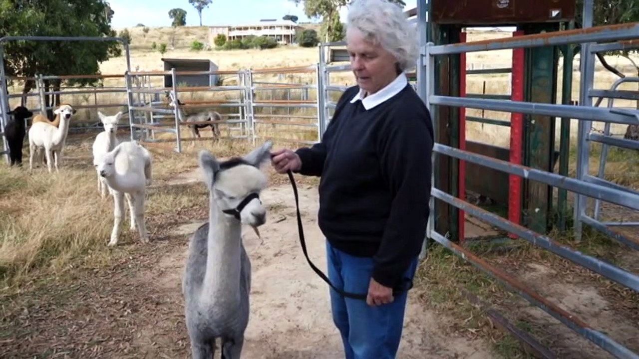 Demand for alpaca fleece continues to rise, but supply issues, labour shortages remain