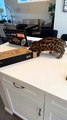 Bengal Kitten Instantly Regrets Going For Cardboard Box