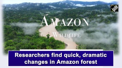 Researchers find quick, dramatic changes in Amazon forest