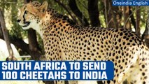 India to get 100 cheetahs from South Africa after 12 cats arrived from Namibia last year |