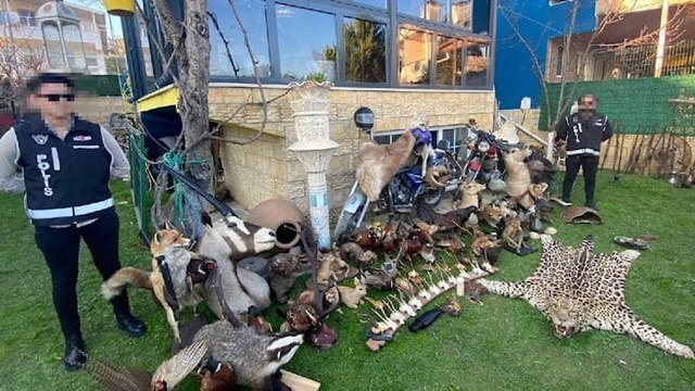 Tarihi eser operasyonunda, kaçak ürünler ve hayvan postları ele geçirildi