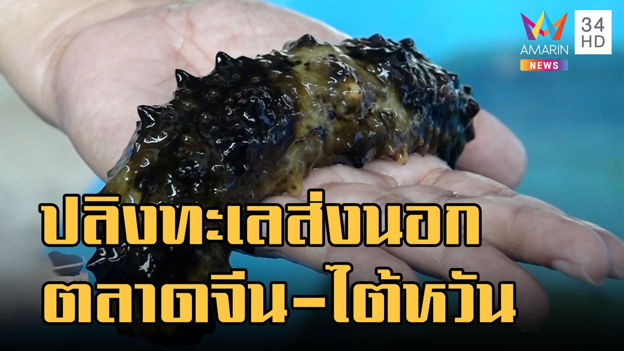 เลี้ยงปลิงทะเล สัตว์เศรษฐกิจ ป้อนตลาดจีน-ไต้หวั...