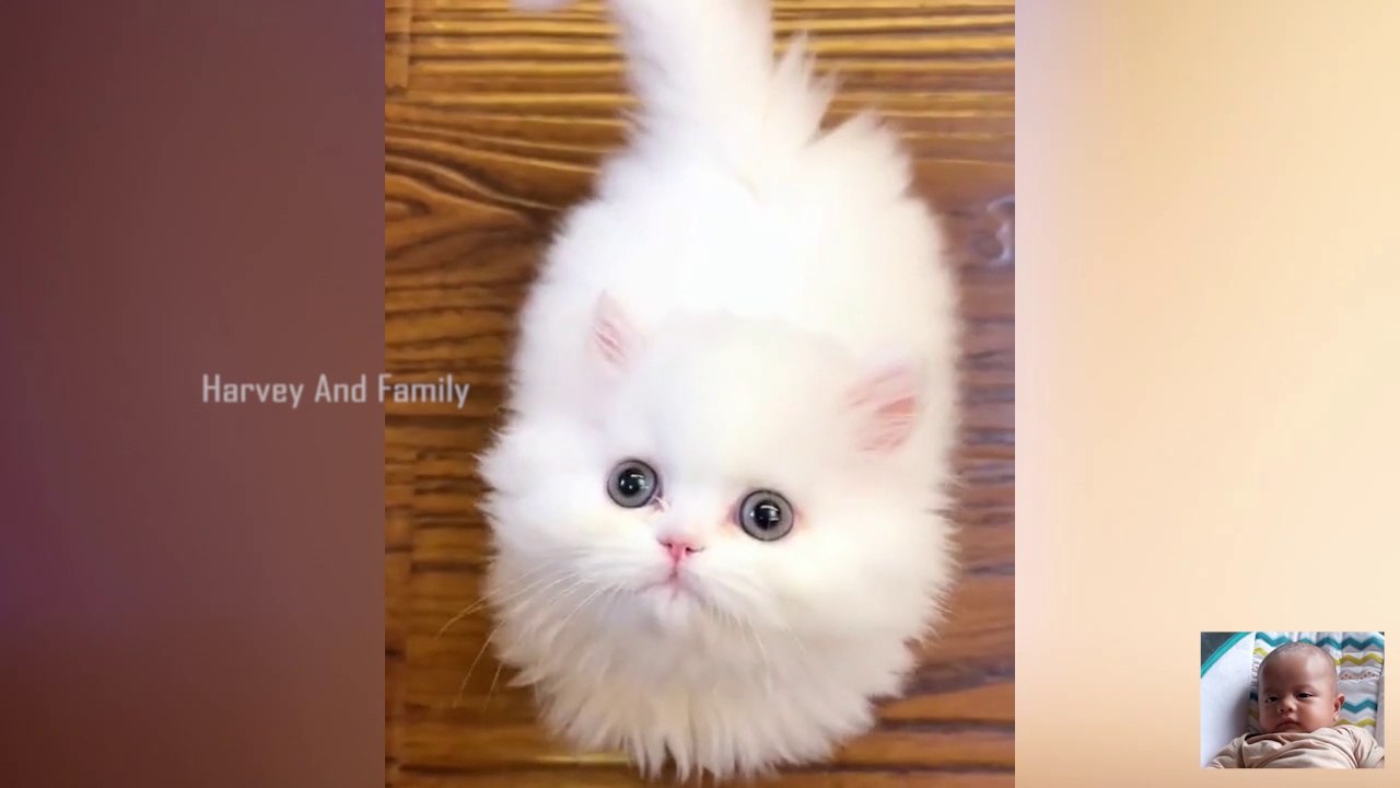 BEST SELECTION OF CUTE CAT VIDEOS Funny Cat Videos  Try Not To Laugh Or Grin  Challenge ❗So funny cats compilation 2023