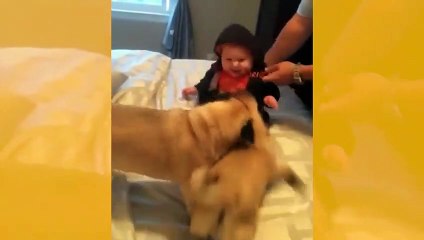 Vídeo fofo: esse bebê com dois cães pugs vai fazer você ‘sextar’ um dia antes