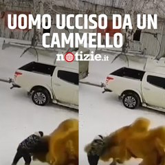 Muore calpestato da un cammello