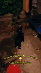 Negrita enojada con el vecino (perra y gato)