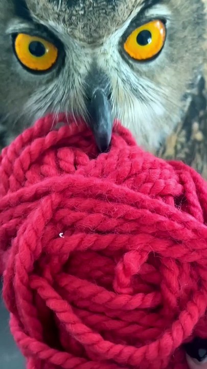 Naughty Owl Gets Into Yarn