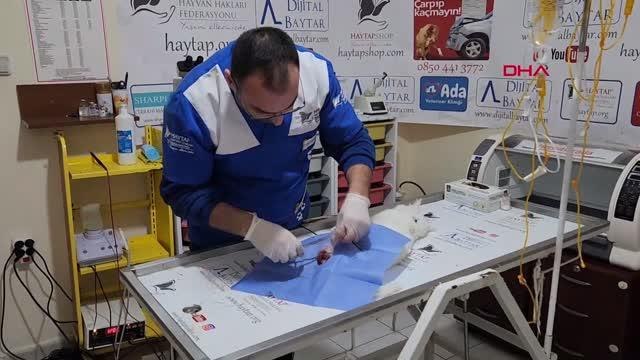 SOL ARKA PATİSİ KESİK BULUNAN KEDİYLE İLGİLİ 'BÜYÜ' ŞÜPHESİ