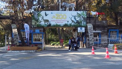 Tedavisi tamamlanan kara akbaba, doğaya bırakıldı