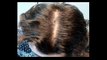 The Story of Every Hair Loss Sufferer - Australian Hair _ Scalp Clinic