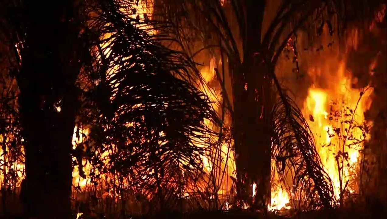 Estudo diz que mais de um terço da floresta amazônica pode ter sido degradado