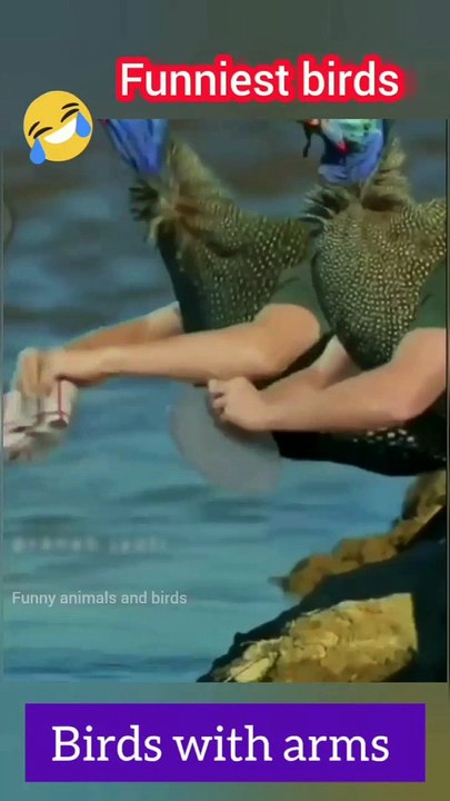 birds with arms || birds with arms compilation