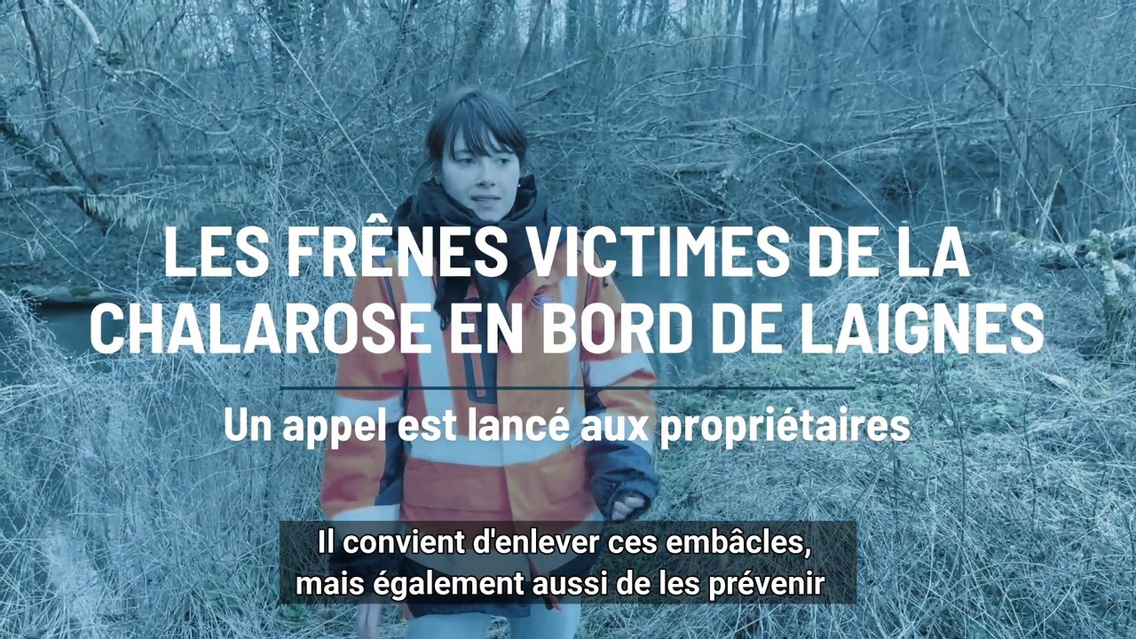 Les frênes victimes de la chalarose en bord de Laignes