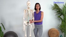 PILATES WITH FLO - Retrouver la mobilité de ses hanches