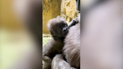 Adorable moment baby gorilla stands up for the first time with the help of his mum