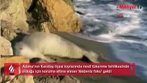 Koruma altına alınan Akdeniz foku Adana'da görüldü