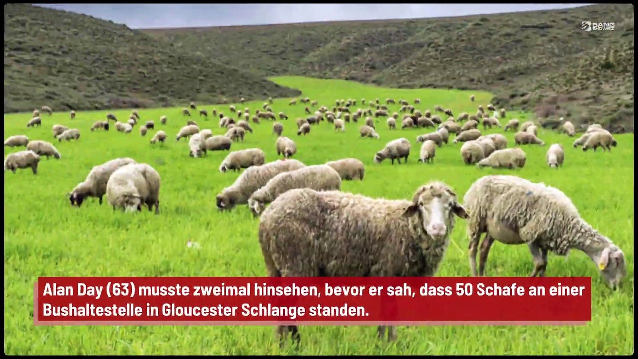 Schafe stehen Schlange für den Bus