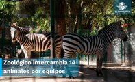 Zoológico intercambia animales por  walkie talkies y herramientas #EnPortada