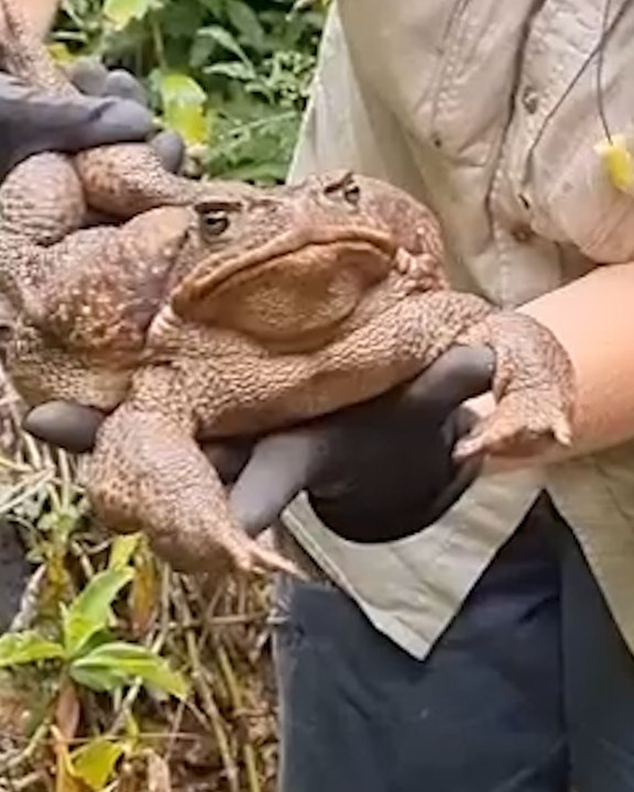 Freakishly large cane toad spotted - video Dailymotion