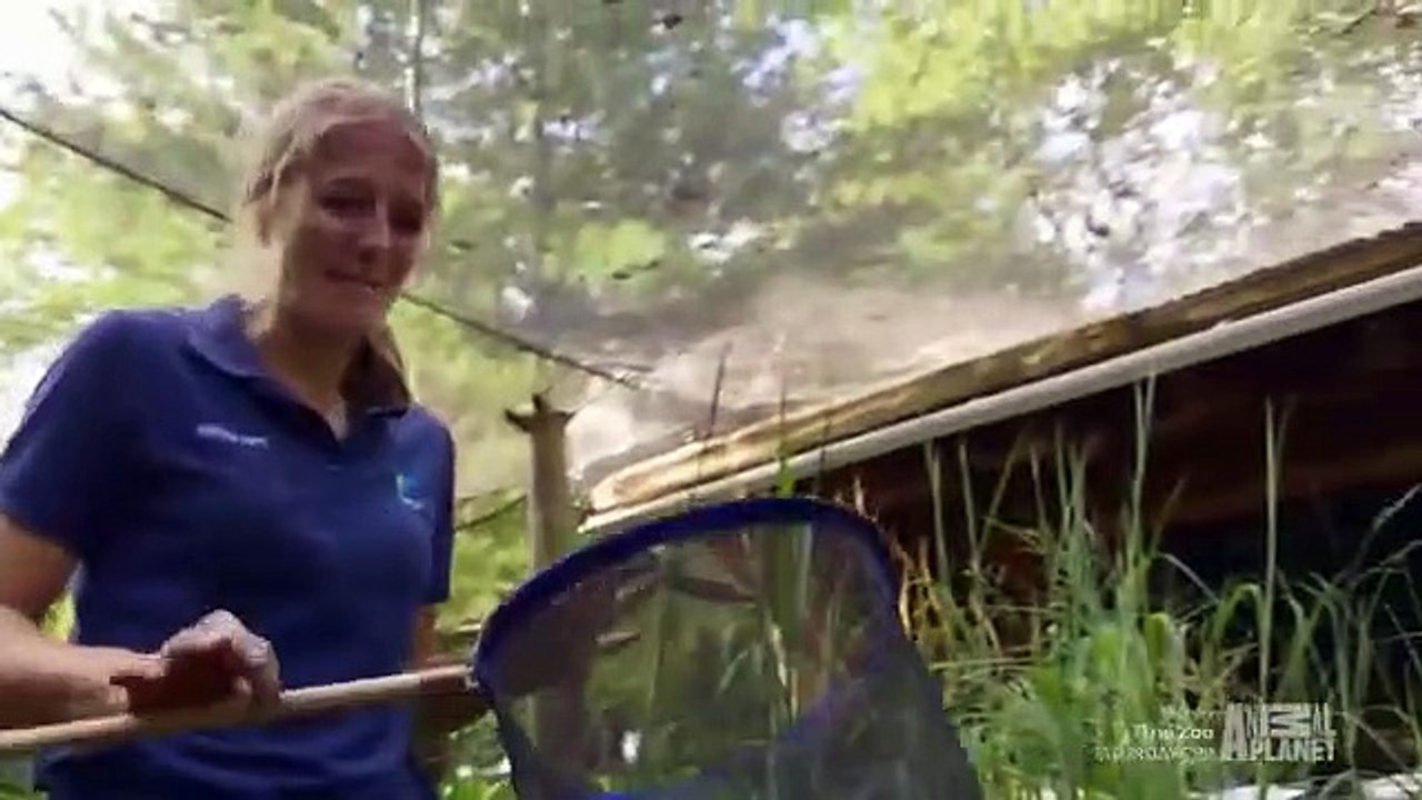 The Zoo (2017) - Se2 - Ep03 - Bears Will Be Bears HD Watch