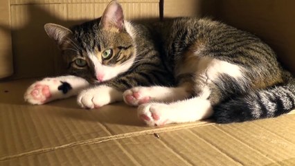 Delicate Little Cat Sleeps with the Head on His Paws